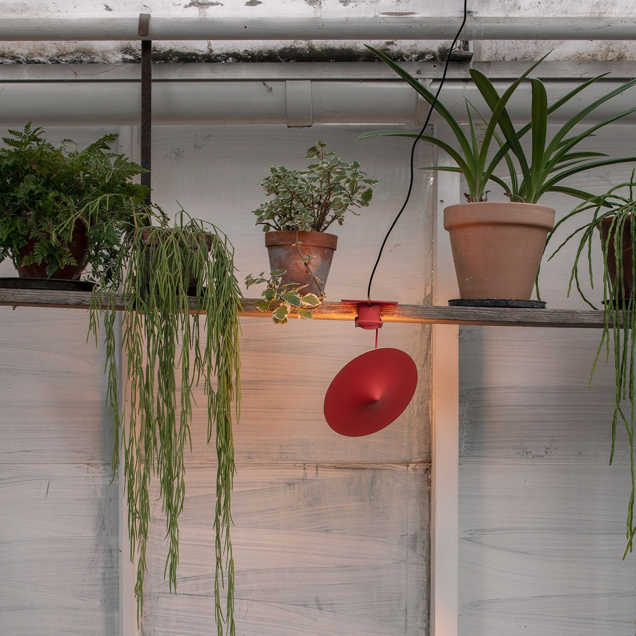 Lampe à pince w153 Île Inga Sempé couleur rouge fixée sur une étagère murale à l'envers